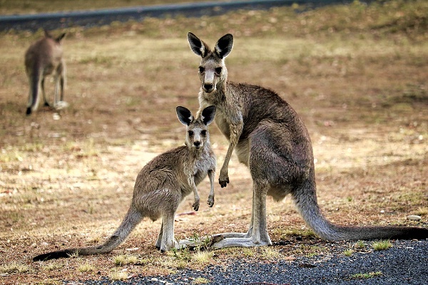 kangaroo-australie