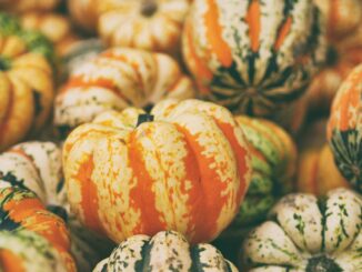 recette à base de courges